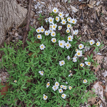 Bloodroot Blooming with Cutleaf Toothwort, Riverside Park April 29